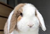 Holland Lop Buck