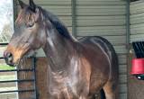 Rideable broodmare prospect