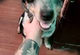 blue heeler needs a new home