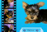 Yorkie Pup for Sale!