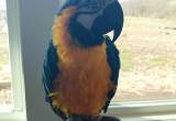 blue and gold macaw