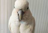 Goffin cockatoo