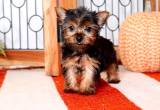 Yorkie puppies available