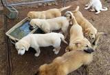 LGD puppies for sale