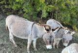 mini donkeys for sale