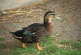 Rouen Duck Hens