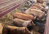 Feeder pigs 🐖