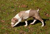 Catahoula Pups