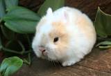 pedigree Netherland dwarf bunny rabbit
