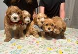 Cavapoo Puppies! Adorable and sweet!