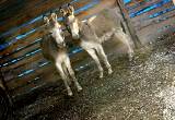 Male and Female Donkeys