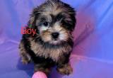 shihpoo puppies