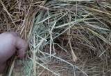 hay rolls