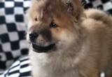 AKC Chow Chow