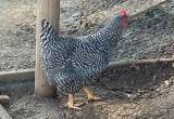 Barred Rock Laying Hens