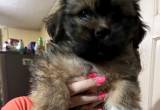 Lhasa Apso Pups Ready For Forever Homes