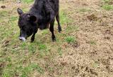 Guernsey/ Angus heifer