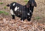 Commercial Boer Buck