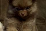 Pomeranian Puppy- Female CKC Gorgeous