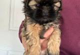 sweet boy shih tzu puppy