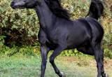 Black Straight Egyptian Arabian stallion