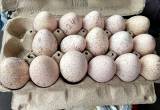 bronze turkey eggs