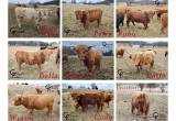 Registered Scottish Highland Cattle Herd