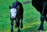 Group of cattle