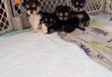 for sale Yorkie puppy' s