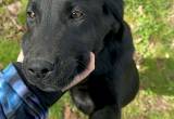 5 month old AKC Black Lab