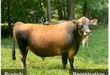 Registered Miniature Jersey Bull