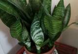 Snake plant