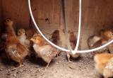 Baby Rhode Island Red Chicks