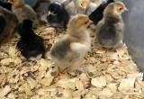 Baby Chicks For Sale