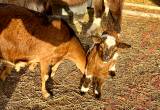 Fainting Goats 2 Bucklings