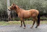 3yr old AQHA colt