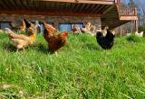 Large Laying Hens