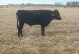 Registered Wagyu Bull for Sale or Lease!