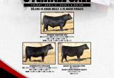 Bull Female Sale April 5th!