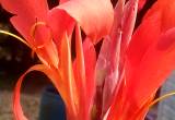 Canna lily bulbs