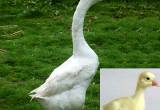 white chineese geese