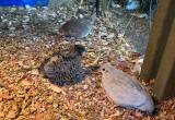 Button quail