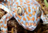 Tokay gecko