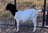 boer goats