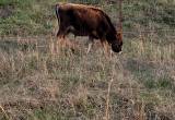 young jersey bull