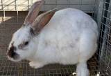 bunnies/ rabbits