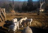 Katahdin lambs for sale