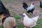 Bantam Mix roosters