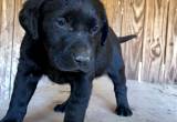 6 Week Old AKC Registered Labs