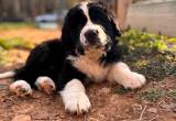 Saint Bernard Mix